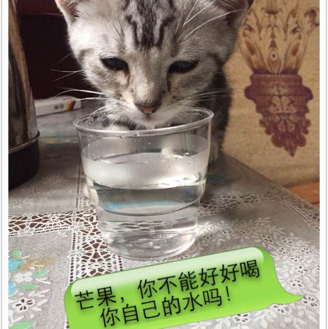 哪里可以制作辛特.格莱斯卡大学成绩单
